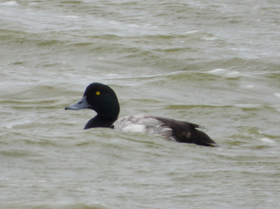 Thumbnail of Scaup